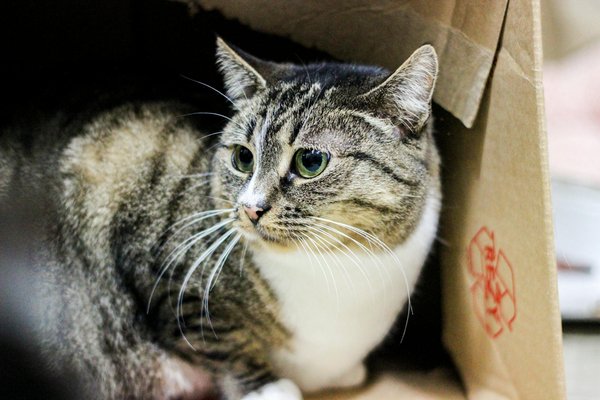 ¿Cómo pueden los ácidos grasos omega-3 aliviar los síntomas de la psoriasis?